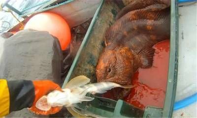 龍魚吃干蝦飼料好不好：龍魚吃干蝦飼料并不是最好的選擇，干蝦飼料也有其局限性