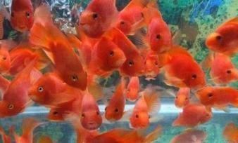 金龍魚能跟金魚一起養嗎？怎么養？：金龍魚并不推薦與金魚一起養，原因是金龍魚并不推薦與金魚一起養