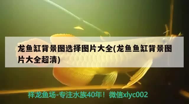 龍魚缸壁紙：如何選擇適合的龍魚缸壁紙