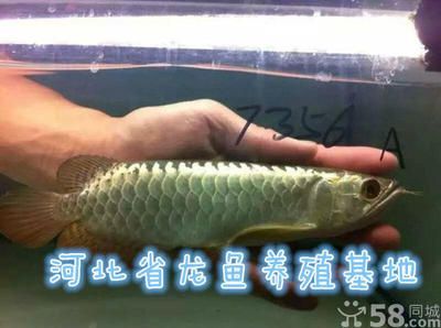 金龍魚專用飼料有哪些：金龍魚飼料什么牌子好用