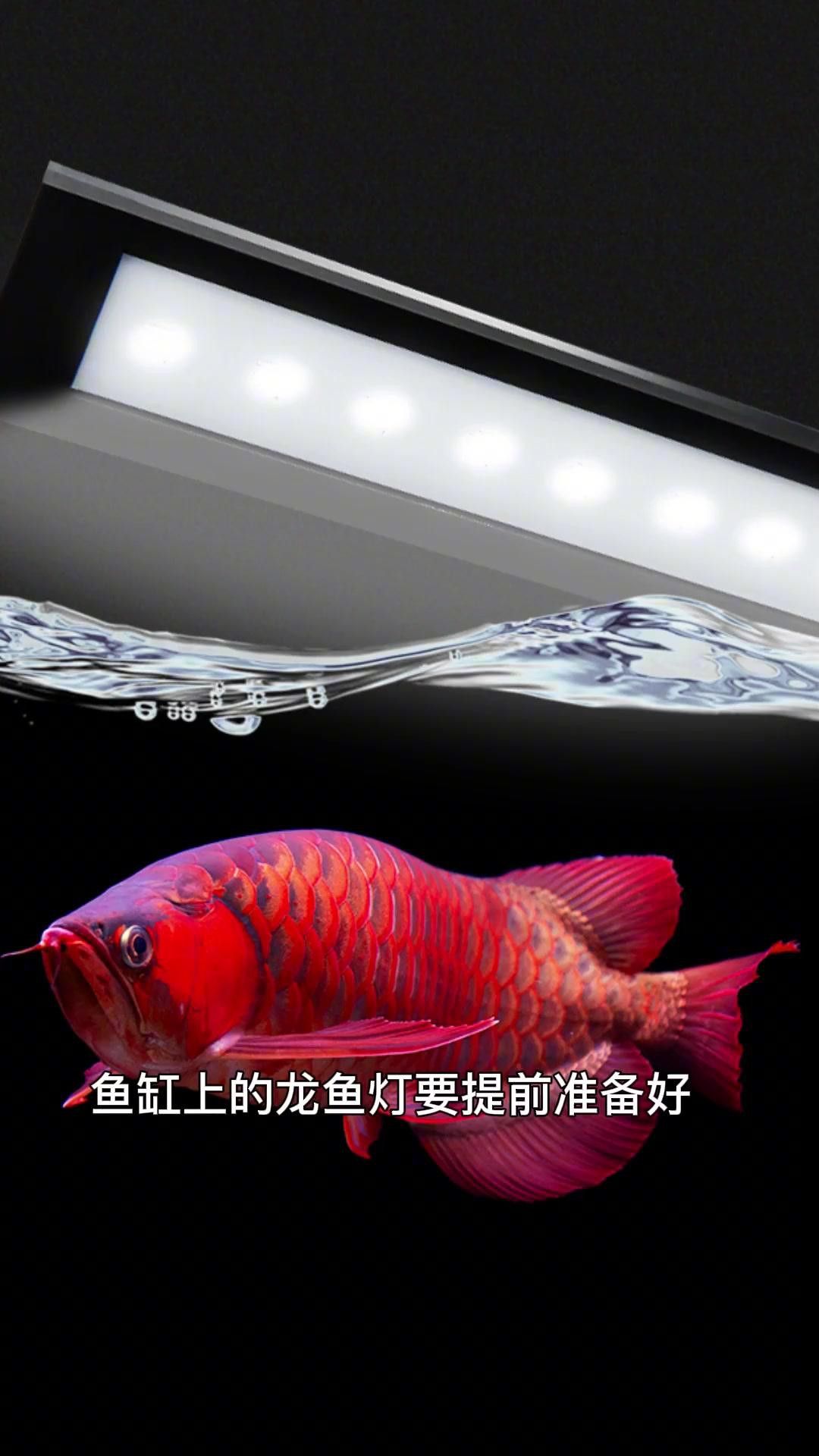 龍魚的最佳飼養環境是怎樣的？