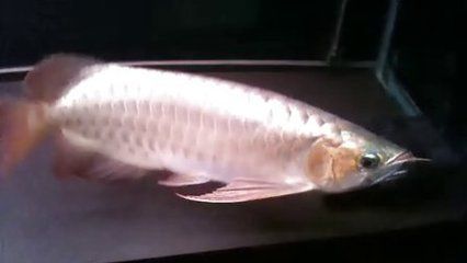 捆龍魚線質量怎么樣：捆龍魚線與競品對比評測,