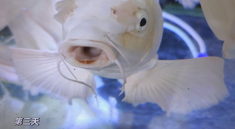 龍魚嘴上長肉球多久會好