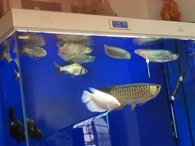 龍魚寄養(yǎng)服務(wù) 廣州店：廣州龍魚寄養(yǎng)服務(wù)廣州店詳情