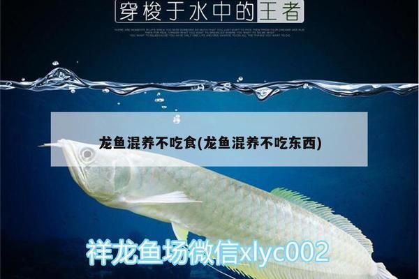 雪龍魚食量減少原因:雪龍魚食量減少可能由多種因素引起雪龍魚食量減少 龍魚百科 第3張 雪龍魚食量減少原因:雪龍魚食量減少可能由多種因素引起雪龍魚食量減少 雪龍魚食量減少原因:雪龍魚食量減少可能由多種因素引起雪龍魚食量減少 龍魚百科 第3張