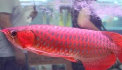雪龍魚食量減少原因:雪龍魚食量減少可能由多種因素引起雪龍魚食量減少 龍魚百科 第4張 雪龍魚食量減少原因:雪龍魚食量減少可能由多種因素引起雪龍魚食量減少 雪龍魚食量減少原因:雪龍魚食量減少可能由多種因素引起雪龍魚食量減少 龍魚百科 第4張