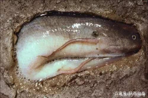 肺魚對水質(zhì)變化的響應(yīng)機制，深入了解肺魚對水質(zhì)變化的響應(yīng)機制