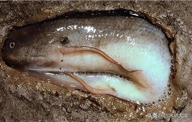 肺魚對水質(zhì)變化的響應(yīng)機制，深入了解肺魚對水質(zhì)變化的響應(yīng)機制