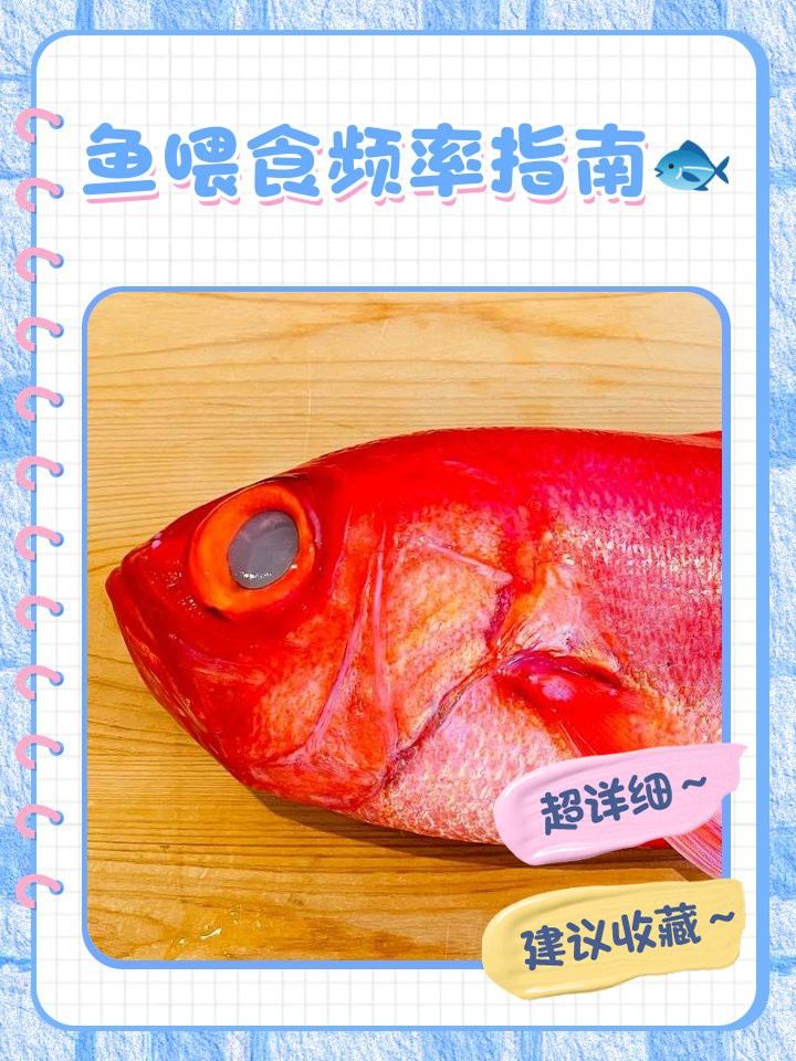 金龍魚多久喂一次食比較合適？