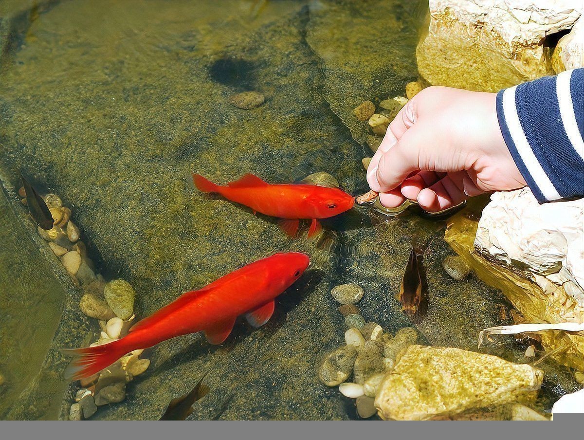 金龍魚多久喂一次食比較合適？