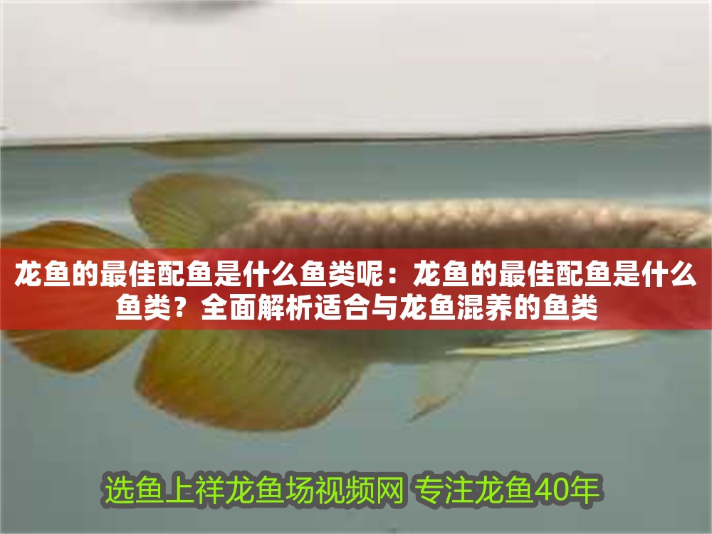 龍魚的最佳配魚是什么魚類呢：龍魚的最佳配魚是什么魚類？全面解析適合與龍魚混養的魚類 龍魚的最佳配魚是什么魚類呢：龍魚的最佳配魚是什么魚類？全面解析適合與龍魚混養的魚類 龍魚百科 第1張