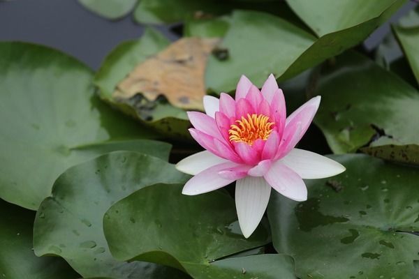 魚缸養魚發朋友圈的文案（如何拍攝魚缸美照）