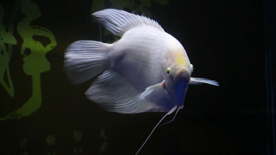 招財貓魚和龍魚能混養嗎圖片