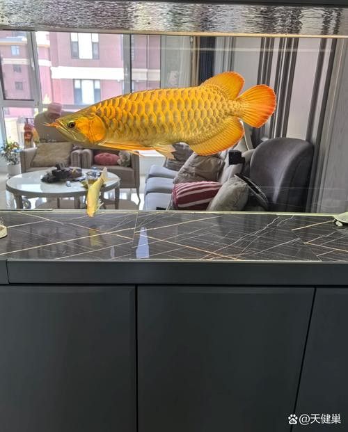 招財貓魚和龍魚能混養嗎圖片