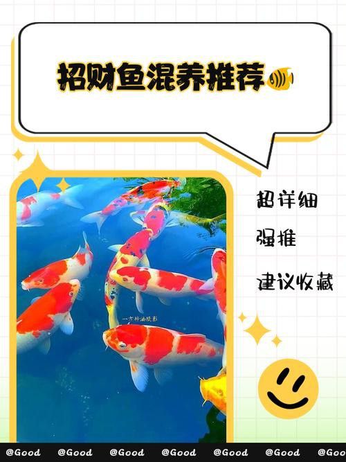 招財貓魚和龍魚能混養嗎圖片