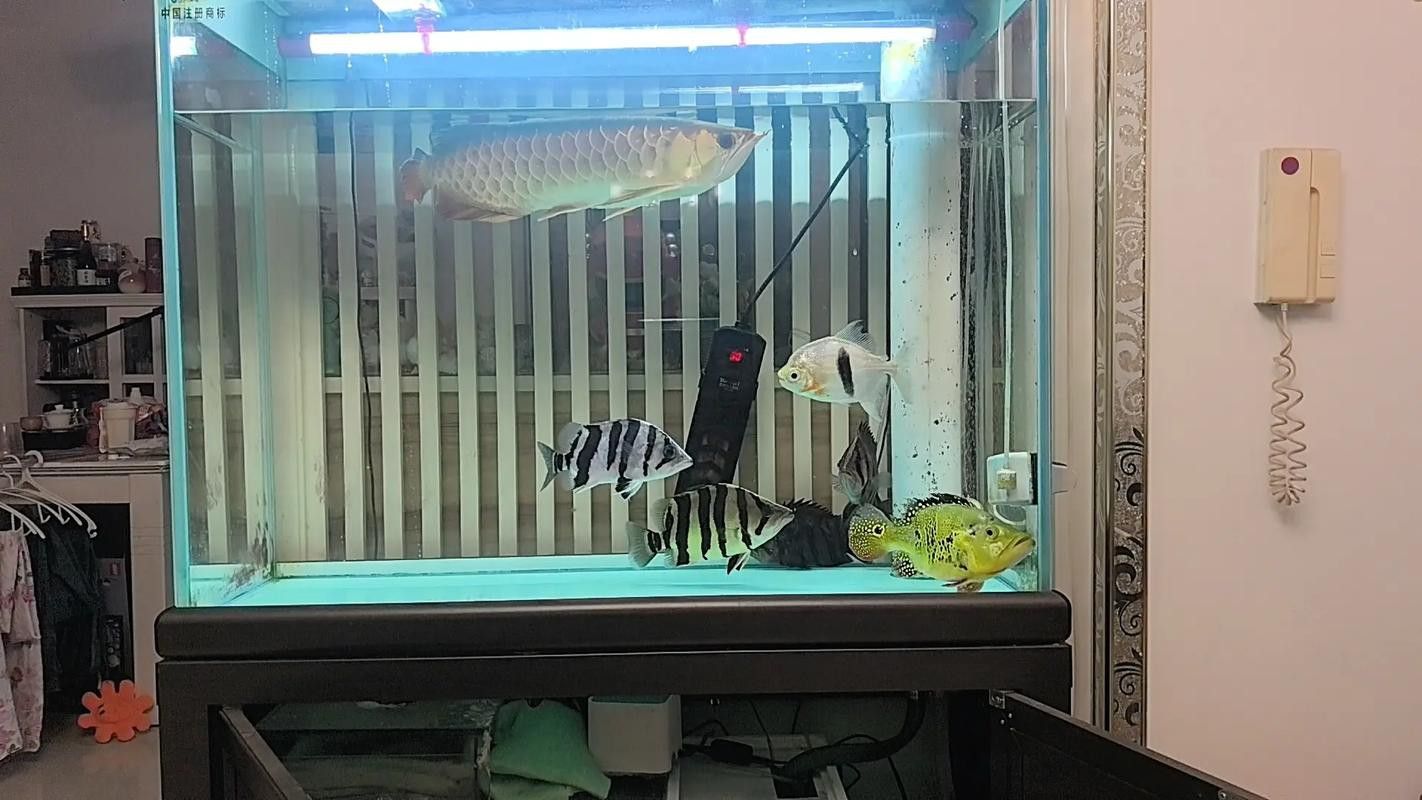 招財貓魚和龍魚能混養嗎圖片