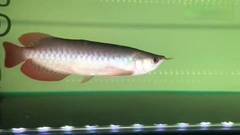 龍魚翹嘴怎么辦才能釣起來：釣到翹嘴龍魚的關(guān)鍵在于掌握正確的釣魚技巧，掌握正確的釣魚技巧