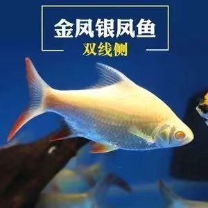 龍魚配泰國鯽魚可以嗎：龍魚和泰國鯽魚可以混養嗎