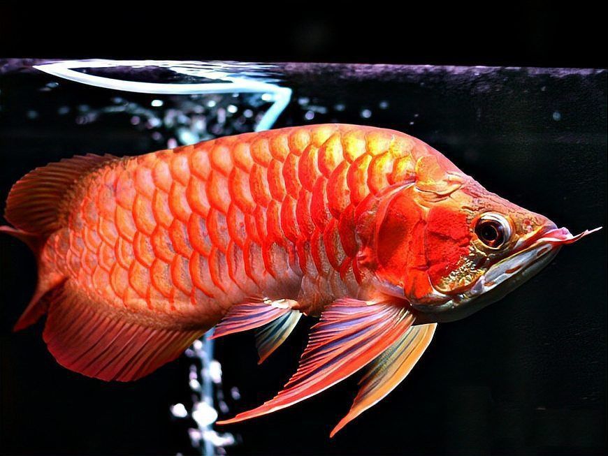 龍魚要多少錢一條
