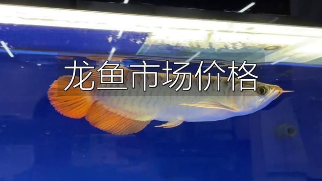 龍魚要多少錢一條