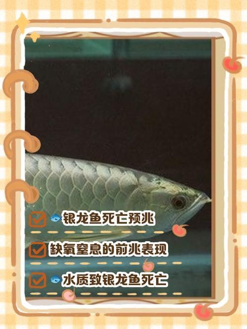 銀龍魚(yú)飼養(yǎng)技巧視頻大全圖解
