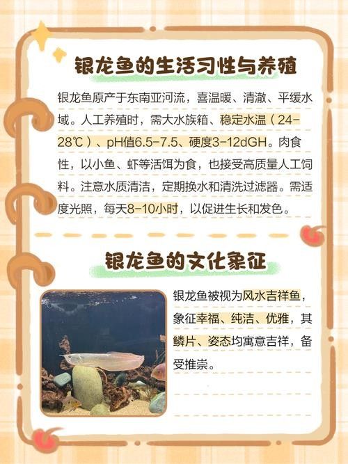 銀龍魚(yú)飼養(yǎng)技巧視頻大全圖解