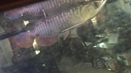 龍魚喂幾條：龍魚喂幾條合適？