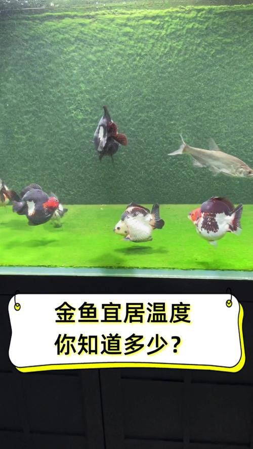 金魚可以和金龍魚一起養嗎