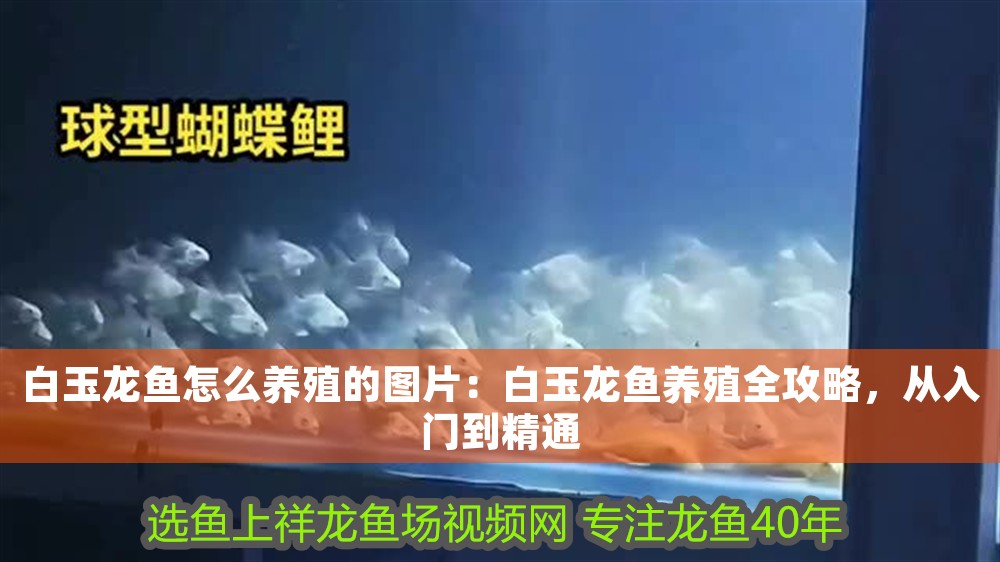 白玉龍魚怎么養(yǎng)殖的圖片：白玉龍魚養(yǎng)殖全攻略，從入門到精通