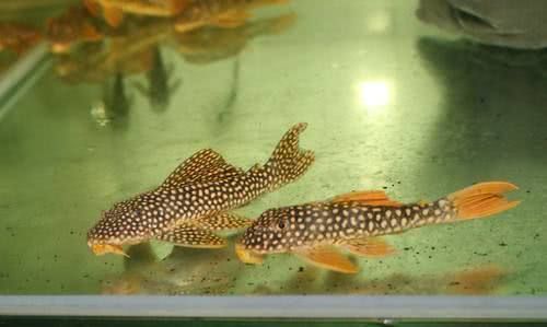 白玉龍魚怎么養(yǎng)殖的圖片：白玉龍魚養(yǎng)殖全攻略，從入門到精通