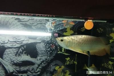 龍魚多大容易掉眼：龍魚掉眼與水質的關系，龍魚掉眼的科學預防方法