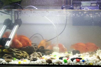 紅龍魚魚缸配什么除澡魚糞好【紅龍魚缸配什么除澡魚糞好找到37篇資料作為參考】