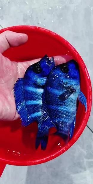 龍魚可以和薩伊藍混養嗎圖片大全 龍魚可以和薩伊藍混養嗎圖片大全 龍魚百科 第5張