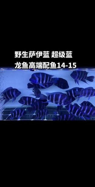 龍魚可以和薩伊藍混養嗎圖片大全 龍魚可以和薩伊藍混養嗎圖片大全 龍魚百科 第3張
