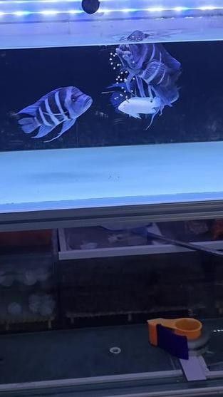 龍魚可以和薩伊藍混養嗎圖片大全 龍魚可以和薩伊藍混養嗎圖片大全 龍魚百科 第2張