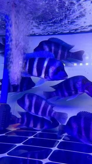 龍魚可以和薩伊藍混養嗎圖片大全 龍魚可以和薩伊藍混養嗎圖片大全 龍魚百科 第7張