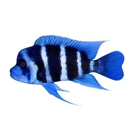 龍魚可以和薩伊藍混養嗎圖片大全 龍魚可以和薩伊藍混養嗎圖片大全 龍魚百科 第6張