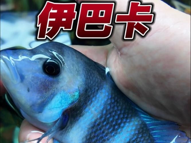 龍魚可以和薩伊藍混養嗎圖片大全 龍魚可以和薩伊藍混養嗎圖片大全 龍魚百科 第21張