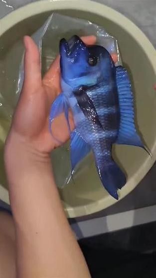 龍魚可以和薩伊藍混養嗎圖片大全 龍魚可以和薩伊藍混養嗎圖片大全 龍魚百科 第20張