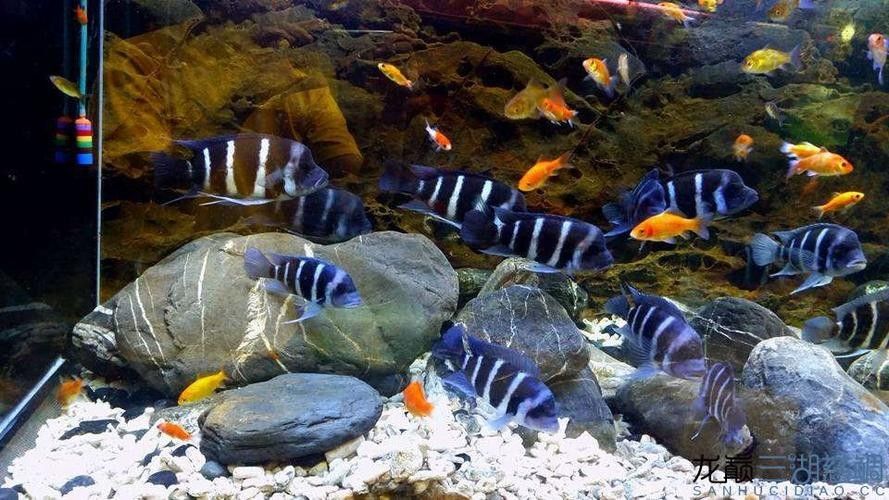 龍魚可以和薩伊藍混養嗎圖片大全 龍魚可以和薩伊藍混養嗎圖片大全 龍魚百科 第22張