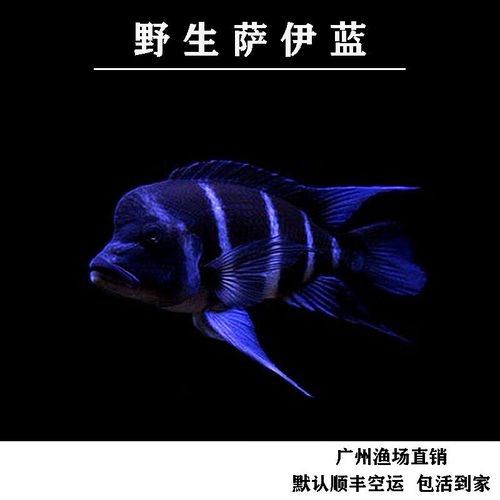 龍魚可以和薩伊藍混養嗎圖片大全 龍魚可以和薩伊藍混養嗎圖片大全 龍魚百科 第13張