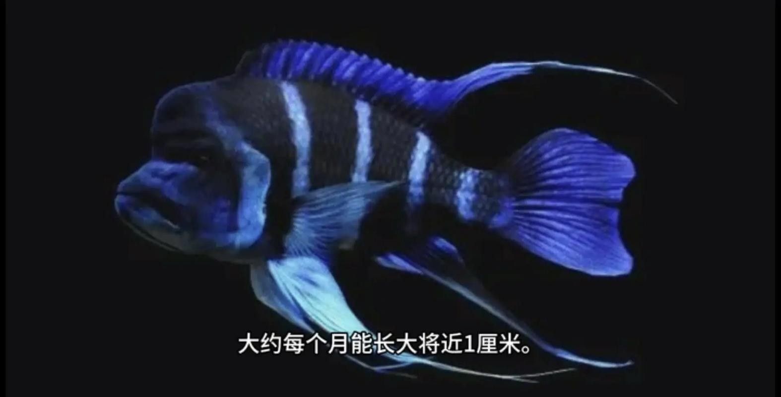 龍魚可以和薩伊藍混養嗎圖片大全 龍魚可以和薩伊藍混養嗎圖片大全 龍魚百科 第10張