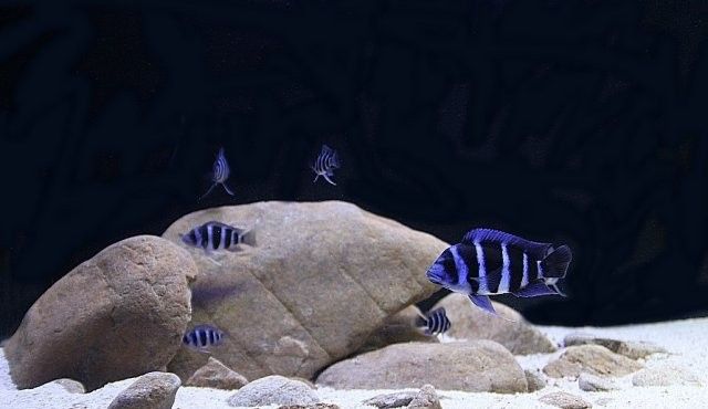 龍魚可以和薩伊藍混養嗎圖片大全 龍魚可以和薩伊藍混養嗎圖片大全 龍魚百科 第26張
