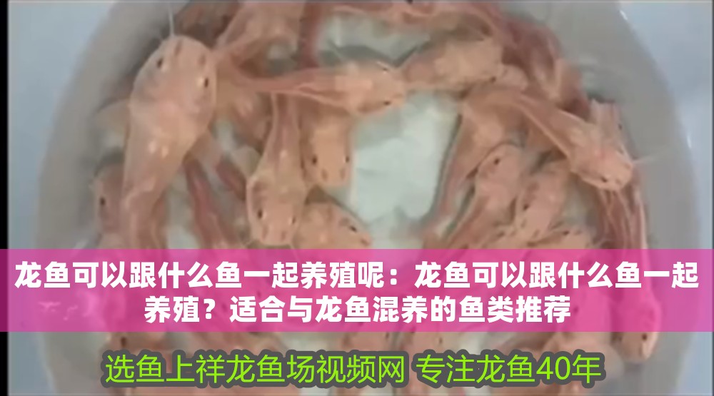 龍魚可以跟什么魚一起養(yǎng)殖呢：龍魚可以跟什么魚一起養(yǎng)殖？適合與龍魚混養(yǎng)的魚類推薦