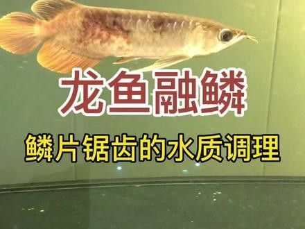 銀龍魚白毛病怎么治療 銀龍魚白毛病怎么治療 龍魚百科 第6張
