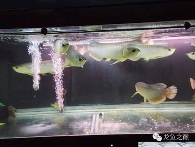 龍魚魚苗價格表：龍魚魚苗價格表，龍魚養殖成本分析