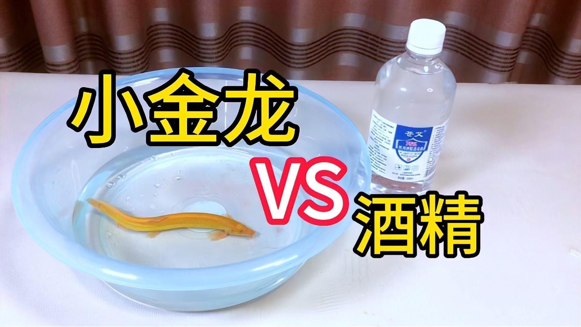 如何給20厘米過背金龍魚消毒？