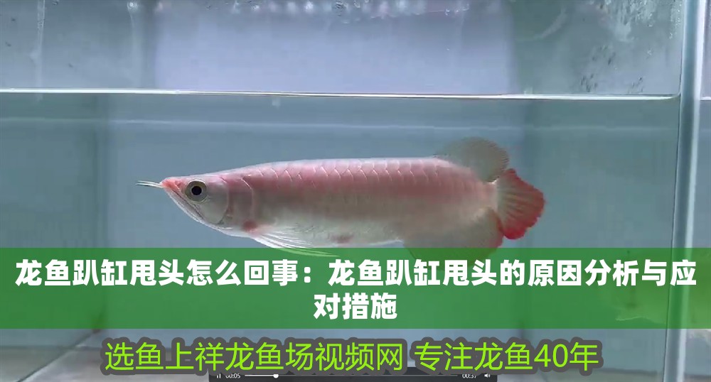 龍魚趴缸甩頭怎么回事：龍魚趴缸甩頭的原因分析與應對措施