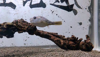 龍魚趴缸甩頭怎么回事：龍魚趴缸甩頭的原因分析與應對措施