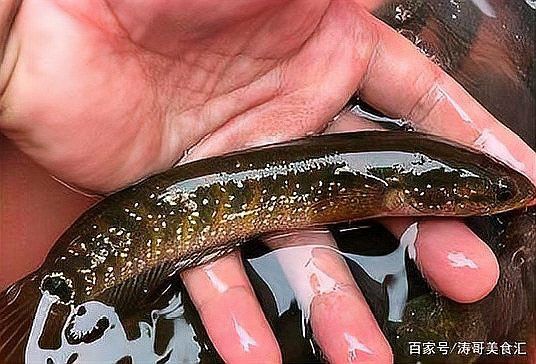 有點像銀龍魚的叫什么魚